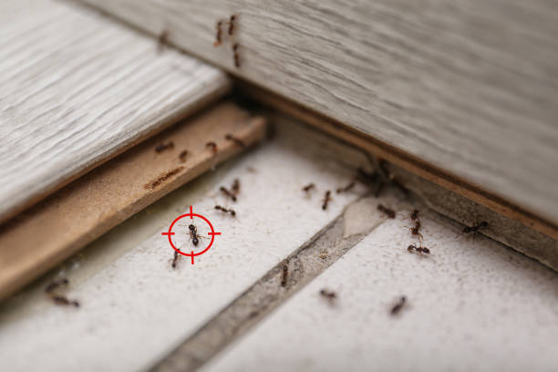 Best Best Pest Control Companies  in Jacksonville, AR