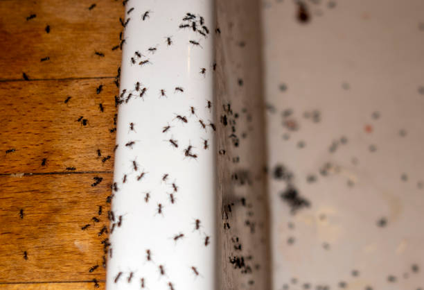 Best Emergency Pest Control  in Jacksonville, AR